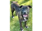Owen, American Pit Bull Terrier For Adoption In Red Bluff, California