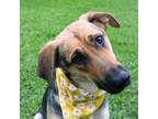 Adopt SWEETIE a German Shepherd Dog, Mixed Breed