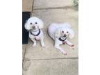 Adopt Dash & Mello a White Maltipoo / Mixed dog in Baltimore, MD (38910670)
