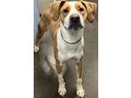 Adopt Zoey a Red/Golden/Orange/Chestnut American Pit Bull Terrier / Mixed dog in
