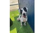 Adopt Rose a White - with Black Mixed Breed (Medium) dog in San Diego