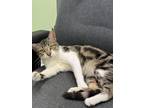 Adopt Murry a Gray or Blue Domestic Shorthair / Domestic Shorthair / Mixed cat