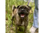 Adopt Seven a Brindle Pug / Mixed dog in Fayetteville, GA (38936047)
