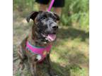 Adopt Tiger Lily a Brindle Mastiff / Boxer / Mixed dog in Fayetteville