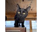 Adopt Mikah (frmly Midnight) a All Black Domestic Shorthair / Mixed cat in San