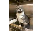 Adopt Mister a Gray or Blue Domestic Shorthair / Domestic Shorthair / Mixed cat