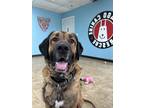 Adopt Zeus a Tan/Yellow/Fawn Mastiff / Mixed dog in Chicago, IL (35305414)