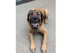 Adopt Zeus a Tan/Yellow/Fawn Mastiff / Mixed dog in Chicago, IL (35305414)