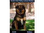 Adopt 81158 Mufasa a Black Shepherd (Unknown Type) / Mixed dog in Spanish Fork