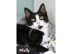 Adopt Wally (@soldans on MLK/Jolly) a All Black Domestic Shorthair / Domestic