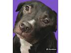Adopt Frito a Labrador Retriever / Mixed dog in Rockport, TX (38889960)