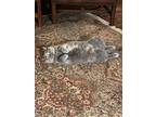 Adopt Elle a Gray or Blue (Mostly) British Shorthair / Mixed (short coat) cat in