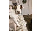 Sephora, American Pit Bull Terrier For Adoption In Norristown, Pennsylvania