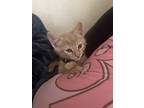 Adopt Stoney a Tan or Fawn Domestic Shorthair / Mixed cat in Palmdale