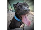 Adopt Africa a Black American Pit Bull Terrier / Mixed dog in Daytona Beach