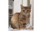 Adopt Katniss / AC 24180 C a Domestic Shorthair / Mixed (short coat) cat in