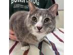 Tagalong, Domestic Shorthair For Adoption In Kingston, Ontario