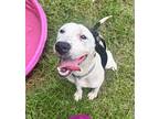 Adopt Willow a White - with Black American Pit Bull Terrier / Mixed dog in