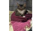 Adele, Maine Coon For Adoption In Winter Haven, Florida