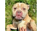 Jackson, American Pit Bull Terrier For Adoption In Oakland, California