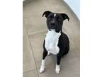 Adopt Waverly a Pit Bull Terrier, Mixed Breed