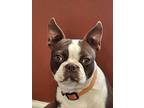 Bandit, Boston Terrier For Adoption In Russellville, Kentucky