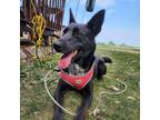 Adopt Shadow a Black Blue Heeler / Mixed dog in Buffalo, MN (38878071)