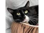 Adopt Bessie a Domestic Short Hair