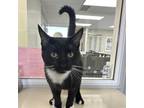 Adopt Terrance a All Black Domestic Shorthair / Mixed cat in Melfort