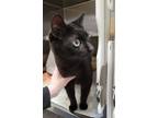 Panini, Domestic Shorthair For Adoption In Baltimore, Maryland