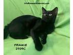 Adopt Frankie a Domestic Shorthair / Mixed (short coat) cat in Spring
