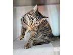 Moa, Domestic Shorthair For Adoption In Baltimore, Maryland