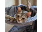 Adopt Tiga a Gray or Blue Domestic Shorthair / Mixed cat in Houston