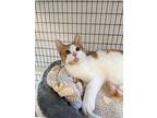 Simba, Domestic Shorthair For Adoption In Kalamazoo, Michigan