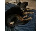 Adopt Jordan a Black Pug / Mixed dog in Maricopa, AZ (38920155)