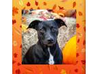 Adopt Agnes a Black Dachshund / Mixed dog in Huntsville, AL (38876656)