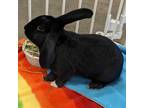 Adopt Dill a Lop, English / Mixed rabbit in Shawnee, KS (38773834)