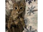 Adopt Locust a Brown or Chocolate Domestic Shorthair / Mixed cat in Columbus