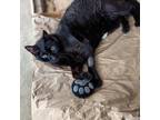 Adopt Preciosa a All Black Domestic Shorthair / Mixed cat in Los Angeles