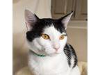 Adopt Ren a All Black Domestic Shorthair / Mixed cat in Morgan Hill