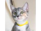 Adopt Wendy a Calico or Dilute Calico Domestic Shorthair / Mixed cat in Morgan