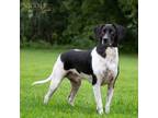 Adopt Buddy a Black German Shorthaired Pointer / Labrador Retriever / Mixed dog