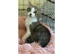 Trooper, Domestic Shorthair For Adoption In Panama City Beach, Florida