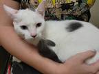 Adopt Nezuko a White (Mostly) Domestic Mediumhair (medium coat) cat in Lakeland