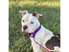 Adopt Zoey Ann a Pit Bull Terrier, Mixed Breed