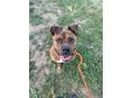 Adopt Sally a Brindle Boxer / Mixed dog in Indianapolis, IN (38823148)