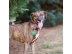 Adopt Zuri 12825 a Brindle Plott Hound / Mixed Breed (Medium) / Mixed dog in