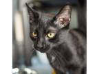 Adopt Joker a All Black Domestic Shorthair / Mixed cat in Jefferson City