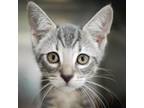 Adopt Dodger a Gray or Blue Domestic Shorthair / Mixed cat in Jefferson City
