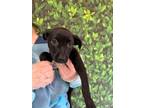 Adopt Lucille a Labrador Retriever, Mixed Breed